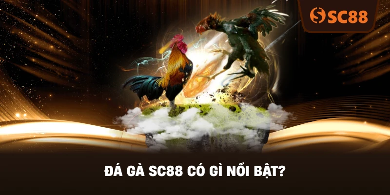 Đá Gà SC88 Có Gì Nổi Bật?